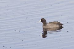 American Coot, Fulica americana