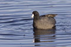 American Coot, Fulica americana