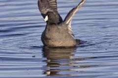 American Coot, Fulica americana