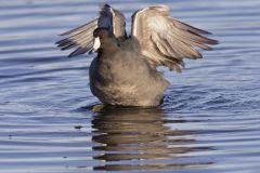 American Coot, Fulica americana