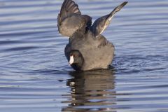 American Coot, Fulica americana