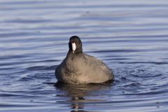 American Coot, Fulica americana