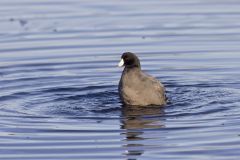 American Coot, Fulica americana