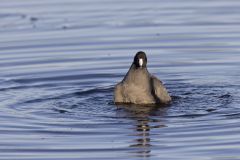 American Coot, Fulica americana