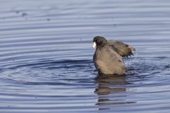 American Coot, Fulica americana