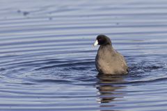 American Coot, Fulica americana