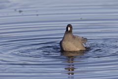 American Coot, Fulica americana