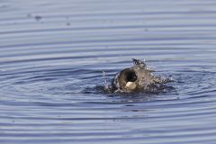 American Coot, Fulica americana