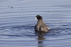 American Coot, Fulica americana