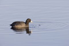 American Coot, Fulica americana