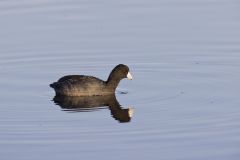 American Coot, Fulica americana