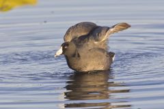 American Coot, Fulica americana