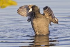 American Coot, Fulica americana