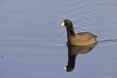 American Coot, Fulica americana