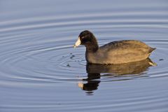 American Coot, Fulica americana