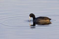 American Coot, Fulica americana