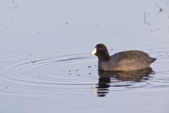 American Coot, Fulica americana