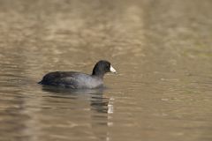 American Coot, Fulica americana