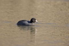 American Coot, Fulica americana