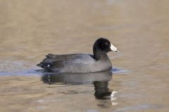 American Coot, Fulica americana