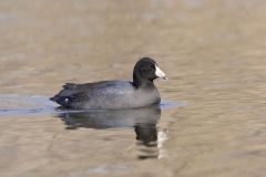 American Coot, Fulica americana