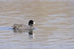 American Coot, Fulica americana