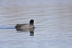 American Coot, Fulica americana