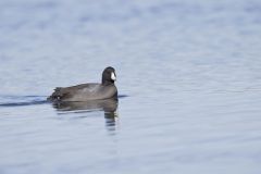 American Coot, Fulica americana