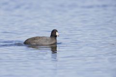 American Coot, Fulica americana