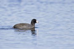 American Coot, Fulica americana