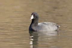 American Coot, Fulica americana