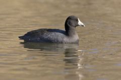 American Coot, Fulica americana