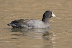 American Coot, Fulica americana