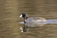 American Coot, Fulica americana