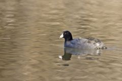 American Coot, Fulica americana