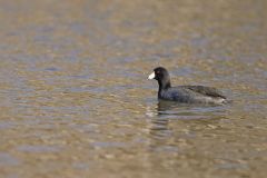 American Coot, Fulica americana