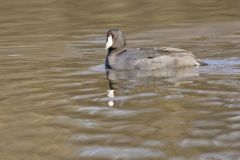 American Coot, Fulica americana