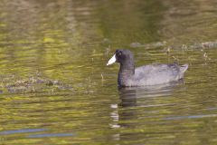 American Coot, Fulica americana