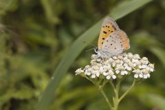 American Copper, Lycaena phlaeas on Yarrow, Achillea millefolium