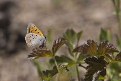 American Copper, Lycaena phlaeas