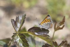 American Copper, Lycaena phlaeas