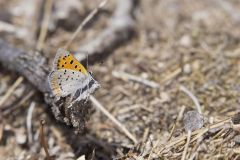 American Copper, Lycaena phlaeas