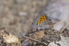 American Copper, Lycaena phlaeas