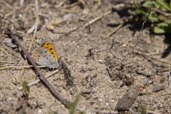 American Copper, Lycaena phlaeas