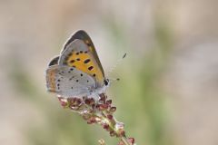 American Copper, Lycaena phlaeas