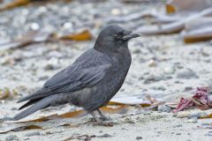 American Crow, Corvus brachyrhynchos