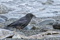 American Crow, Corvus brachyrhynchos