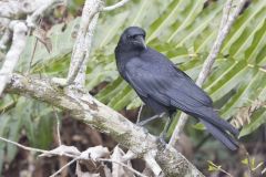 American Crow, Corvus brachyrhynchos