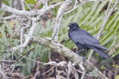 American Crow, Corvus brachyrhynchos