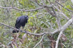 American Crow, Corvus brachyrhynchos